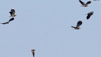 Black-winged Pratincole