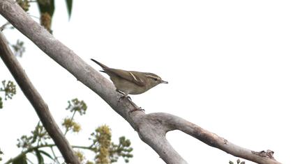 Yellow-browed Warbler