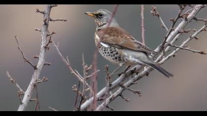 Fieldfare