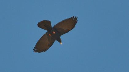 Alpine Chough