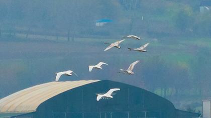 Tundra Swan