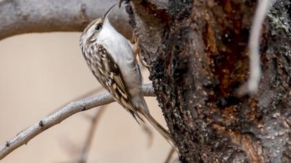 Eurasian Treecreeper