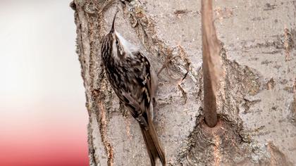 Short-toed Treecreeper