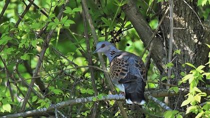 European Turtle Dove