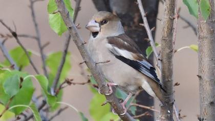 Hawfinch