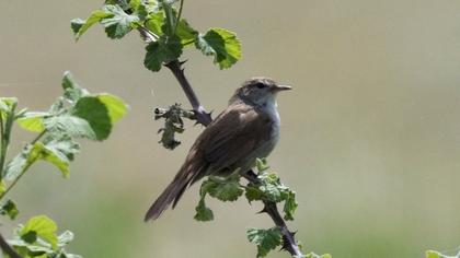 Cetti`s Warbler