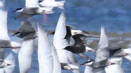 White-winged Tern