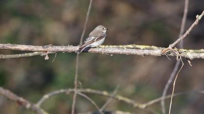 Semicollared Flycatcher