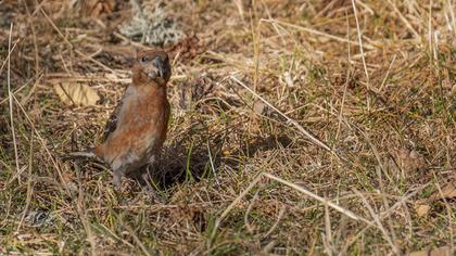 Red Crossbill