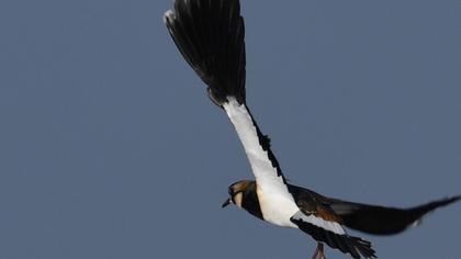 Northern Lapwing