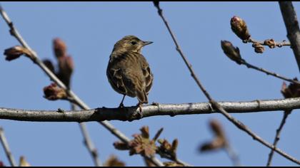 Tree Pipit