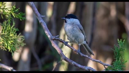 Marsh Tit