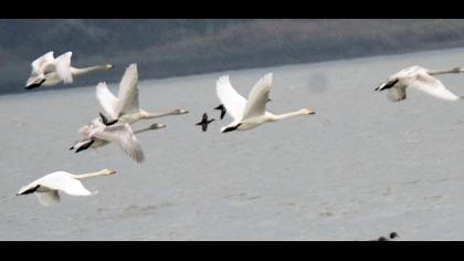 Whooper Swan