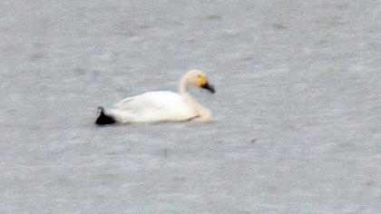 Tundra Swan