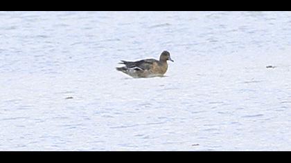 Eurasian Wigeon
