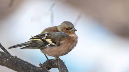Common Chaffinch
