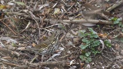 Song Thrush