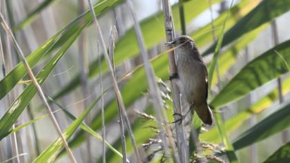 River Warbler