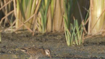 Water Rail