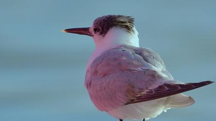 Sandwich Tern