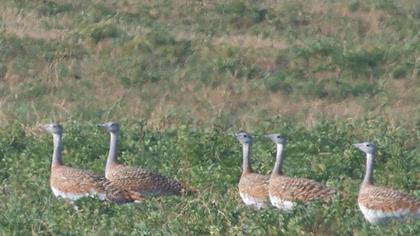 Great Bustard