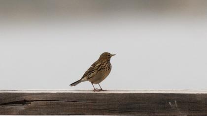 Meadow Pipit