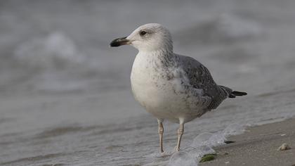 Caspian Gull