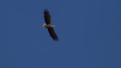 White-tailed Eagle