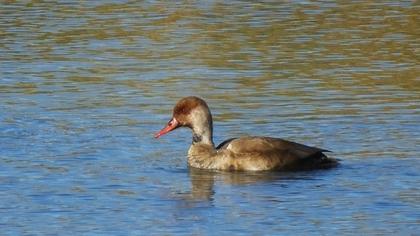 Red-crested Pochard