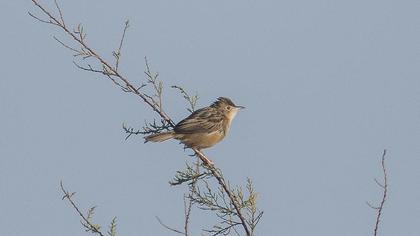 Zitting Cisticola