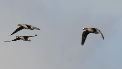Lesser White-fronted Goose