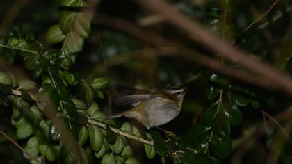 Common Firecrest