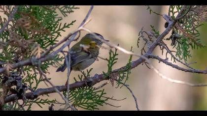 Common Firecrest