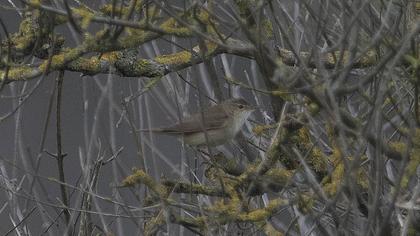 Çalı kamışçını