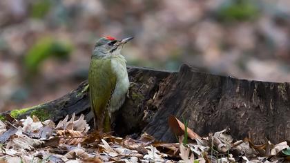 Grey-headed Woodpecker