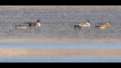 Northern Pintail