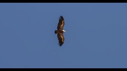 Griffon Vulture