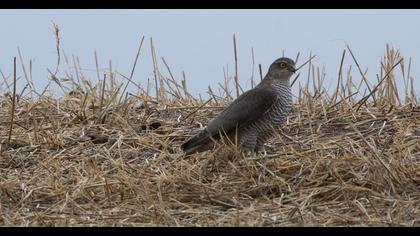 Peregrine Falcon