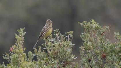 Yellowhammer