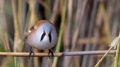 Bearded Reedling