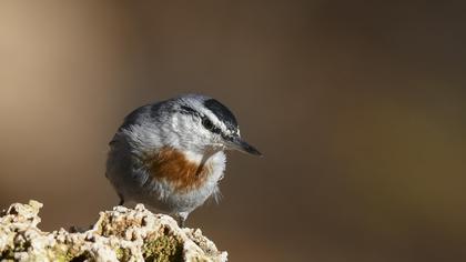 Krüper`s Nuthatch