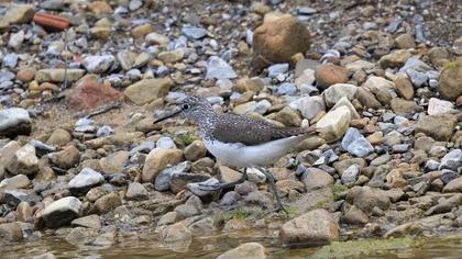 Green Sandpiper