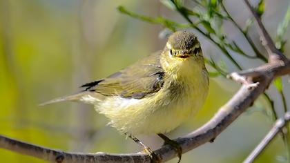 Willow Warbler