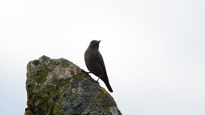 Blue Rock Thrush