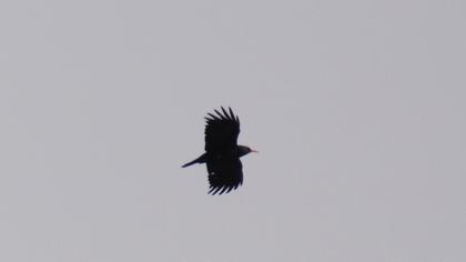 Red-billed Chough