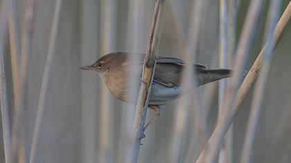 River Warbler