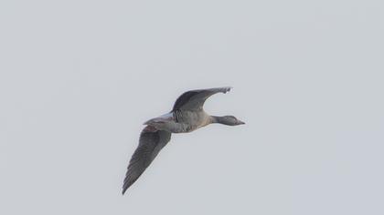 Greylag Goose