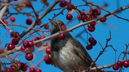 Black-throated Thrush