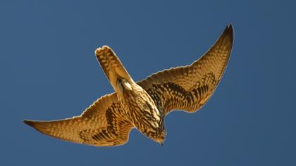 Saker Falcon