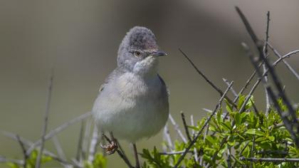 Common Whitethroat